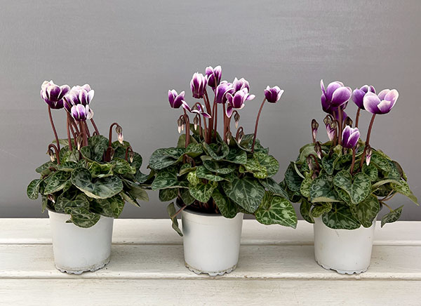 シクラメン:SAMURAI(サムライ) パープルバイカラー3号ポット(北海道産充実株)