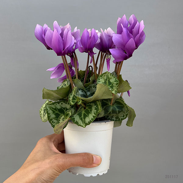 シクラメン:SAMURAI(サムライ) ライトパープル3号ポット(北海道産充実株)