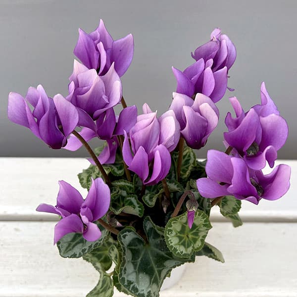 シクラメン:SAMURAI(サムライ) ライトパープル3号ポット(北海道産充実株)