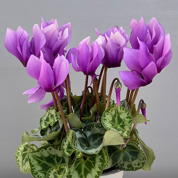 シクラメン:SAMURAI(サムライ) ライトパープル3号ポット(北海道産充実株)