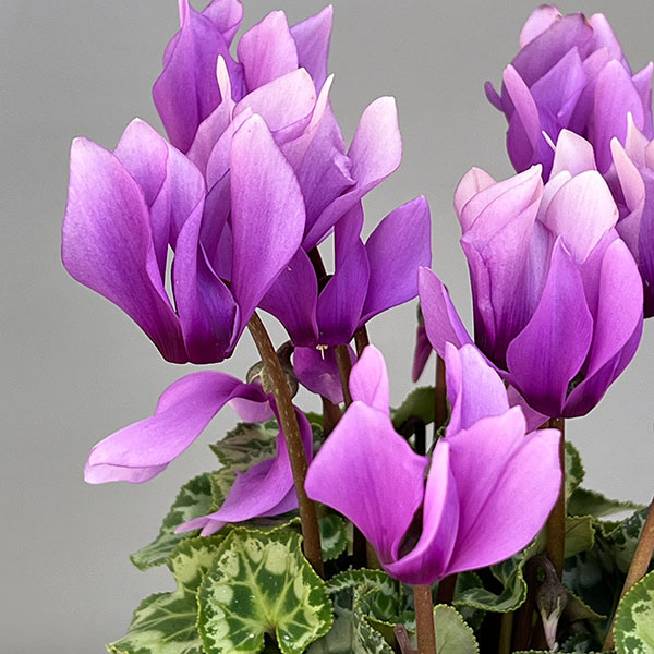 シクラメン:SAMURAI(サムライ) ライトパープル3号ポット(北海道産充実株)