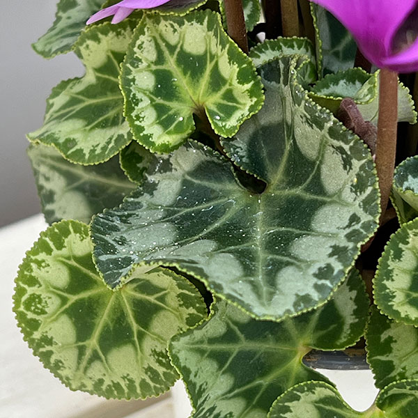 シクラメン:SAMURAI(サムライ) ライトパープル3号ポット(北海道産充実株)