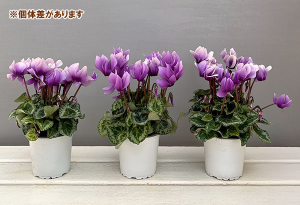 シクラメン:SAMURAI(サムライ) ライトパープル3号ポット(北海道産充実株)