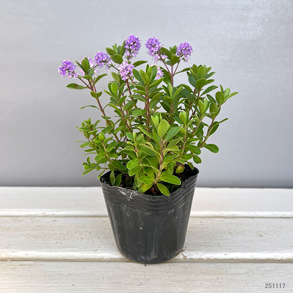 ヘーベ:オールブルームス(ラベンダー)3号ポット