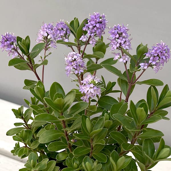 ヘーベ:オールブルームス(ラベンダー)3号ポット