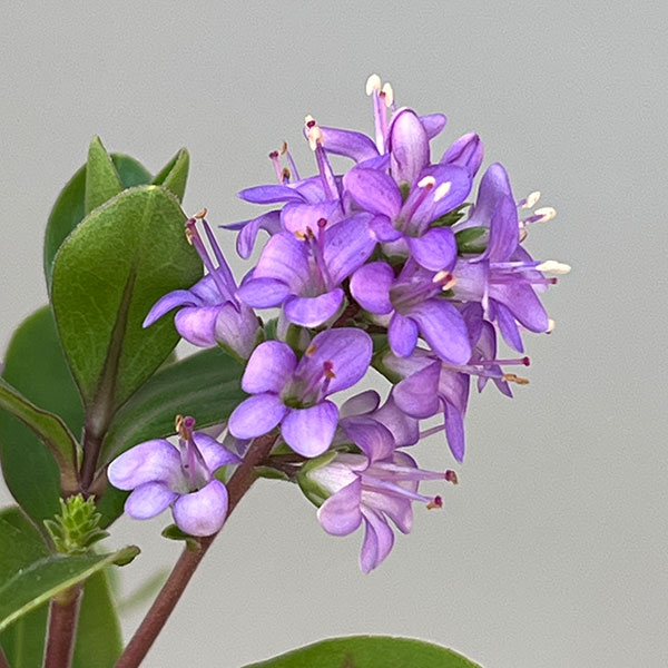 ヘーベ:オールブルームス(ラベンダー)3号ポット