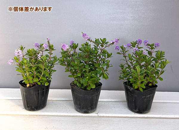ヘーベ:オールブルームス(ラベンダー)3号ポット