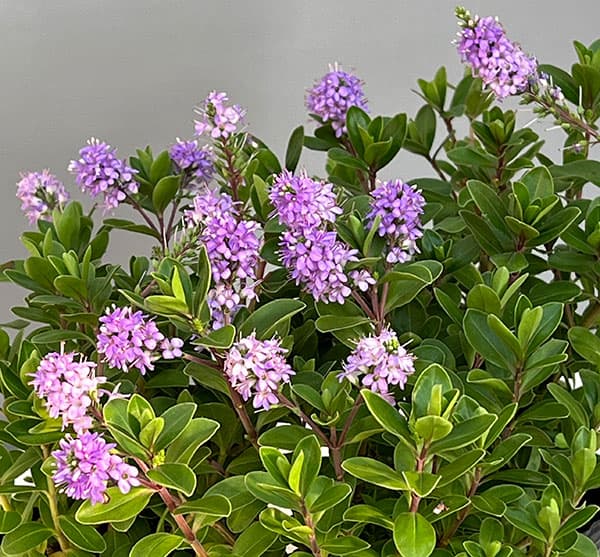 ヘーベ:オールブルームス(ラベンダー)3号ポット