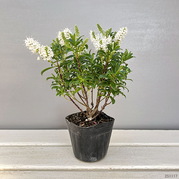 ヘーベ：オールブルームス（ホワイト）3号ポット