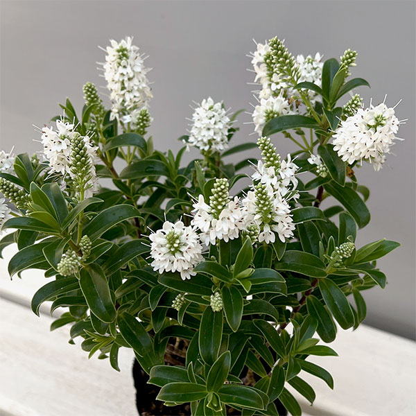 ヘーベ：オールブルームス（ホワイト）3号ポット