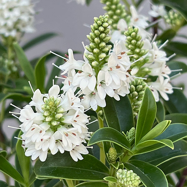 ヘーベ：オールブルームス（ホワイト）3号ポット