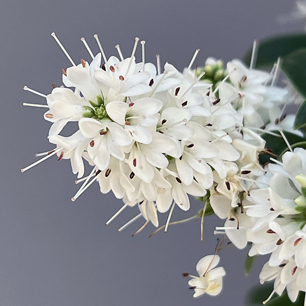 ヘーベ：オールブルームス（ホワイト）3号ポット