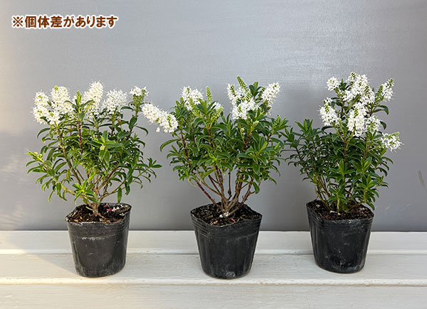 ヘーベ：オールブルームス（ホワイト）3号ポット