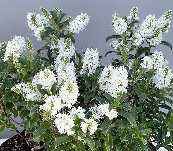 ヘーベ：オールブルームス（ホワイト）3号ポット