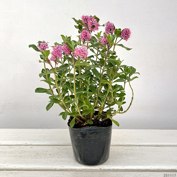 ヘーベ：オールブルームス（ピンク）3号ポット