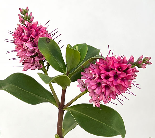 ヘーベ：オールブルームス（ピンク）3号ポット