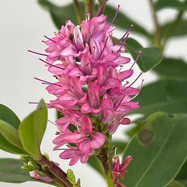 ヘーベ：オールブルームス（ピンク）3号ポット