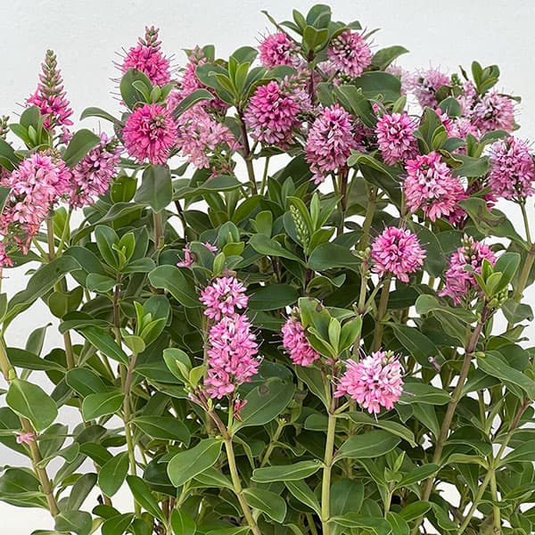 ヘーベ：オールブルームス（ピンク）3号ポット