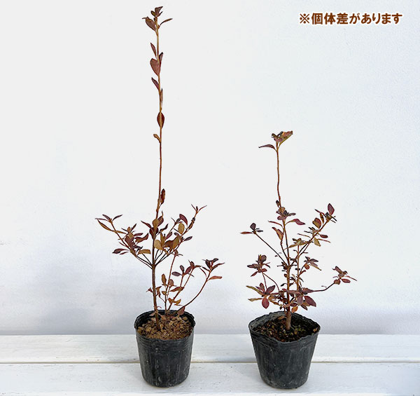 ツツジ：クマノミツバツツジ3号ポット