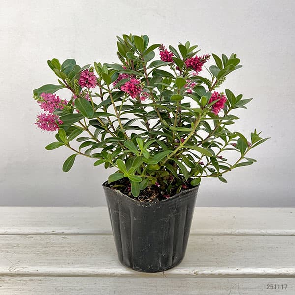 ヘーベ：オールブルームス（レッド）3号ポット