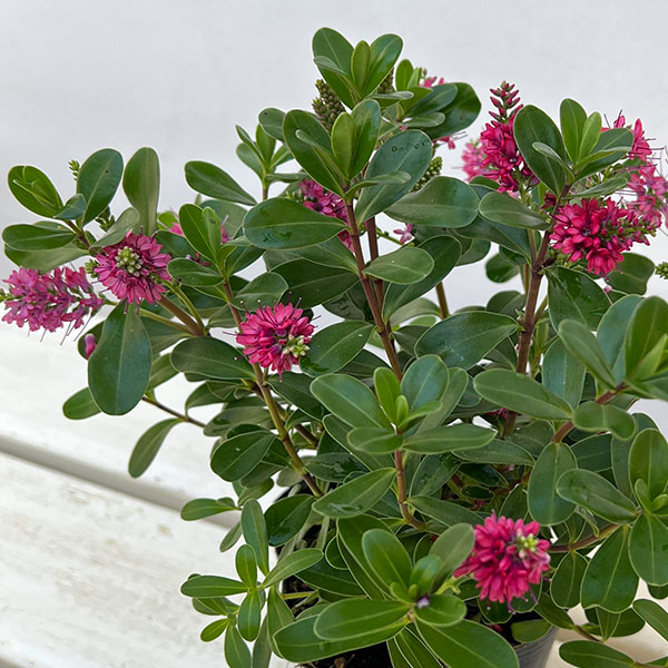 ヘーベ：オールブルームス（レッド）3号ポット