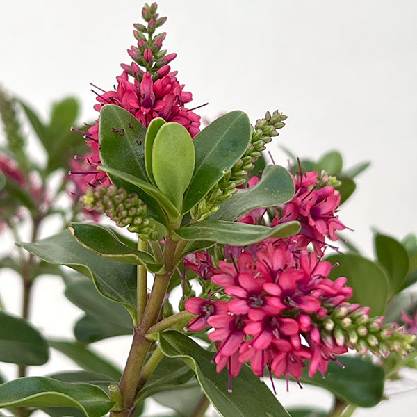 ヘーベ：オールブルームス（レッド）3号ポット