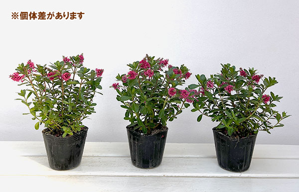 ヘーベ：オールブルームス（レッド）3号ポット