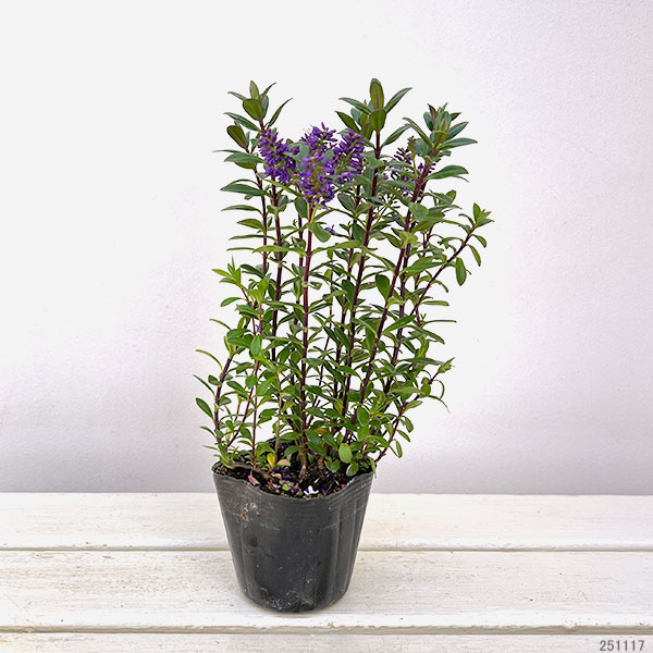 ヘーベ：オールブルームス（ブルー）3号ポット