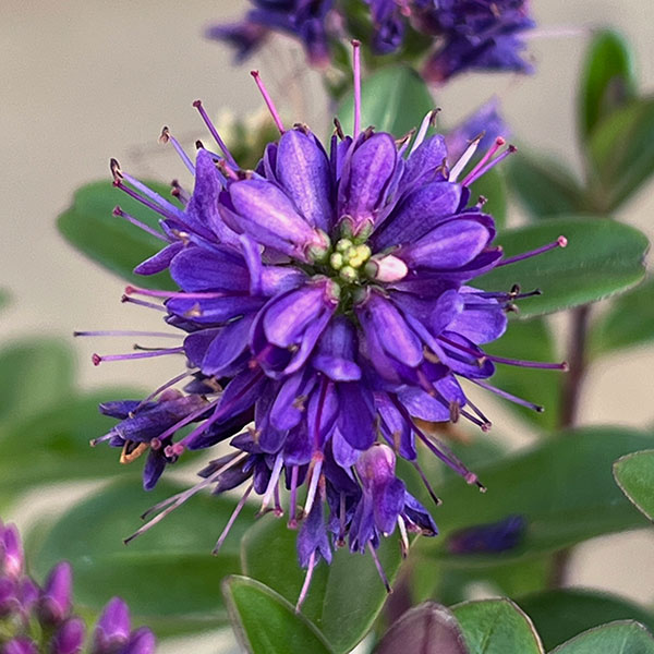 ヘーベ：オールブルームス（ブルー）3号ポット