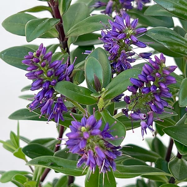 ヘーベ：オールブルームス（ブルー）3号ポット