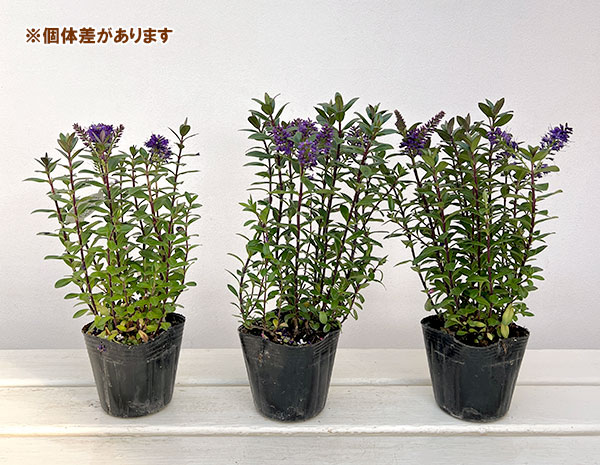 ヘーベ：オールブルームス（ブルー）3号ポット