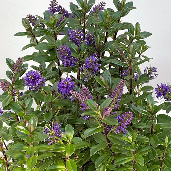 ヘーベ：オールブルームス（ブルー）3号ポット