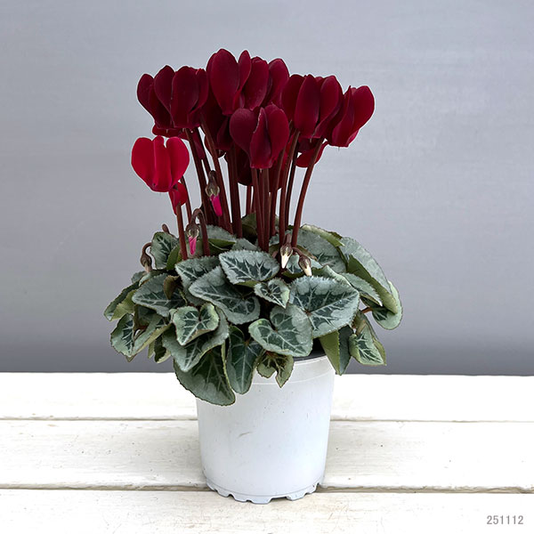 シクラメン:タキシード ディープマゼンタ3号ポット(北海道産充実株)