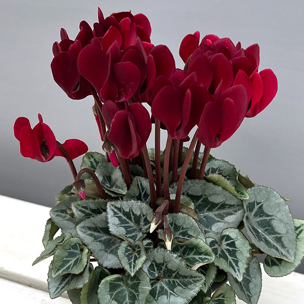 シクラメン:タキシード ディープマゼンタ3号ポット(北海道産充実株)