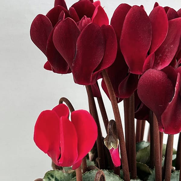 シクラメン:タキシード ディープマゼンタ3号ポット(北海道産充実株)