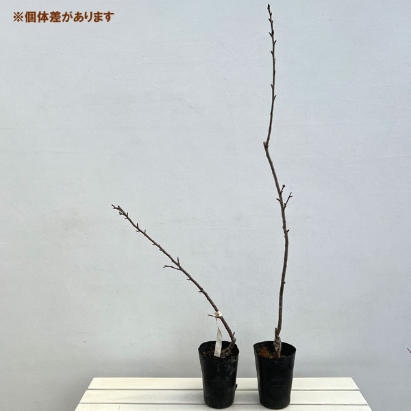 桜：鬱金（ウコン）4号ポット