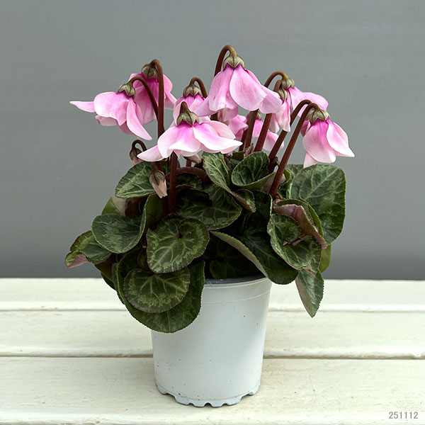 シクラメン:ペチコート ライトピンク3号ポット(北海道産充実株)