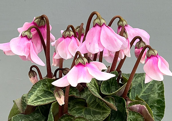 シクラメン:ペチコート ライトピンク3号ポット(北海道産充実株)