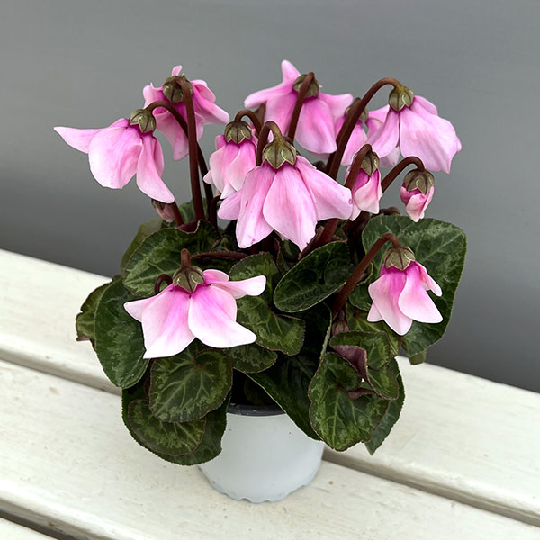 シクラメン:ペチコート ライトピンク3号ポット(北海道産充実株)