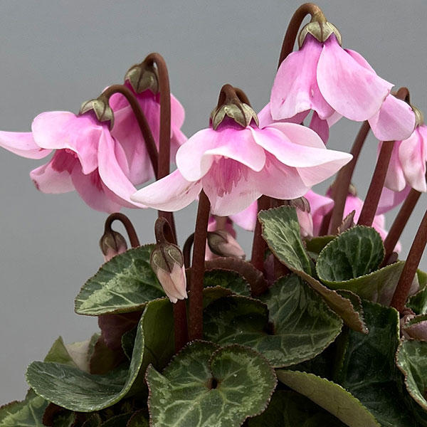 シクラメン:ペチコート ライトピンク3号ポット(北海道産充実株)