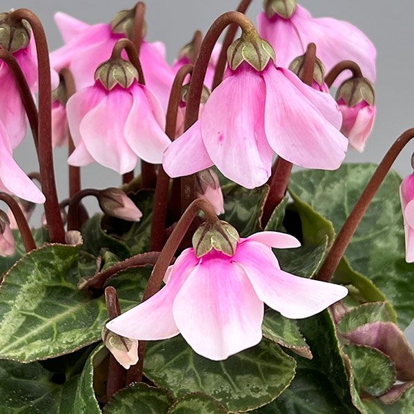 シクラメン:ペチコート ライトピンク3号ポット(北海道産充実株)