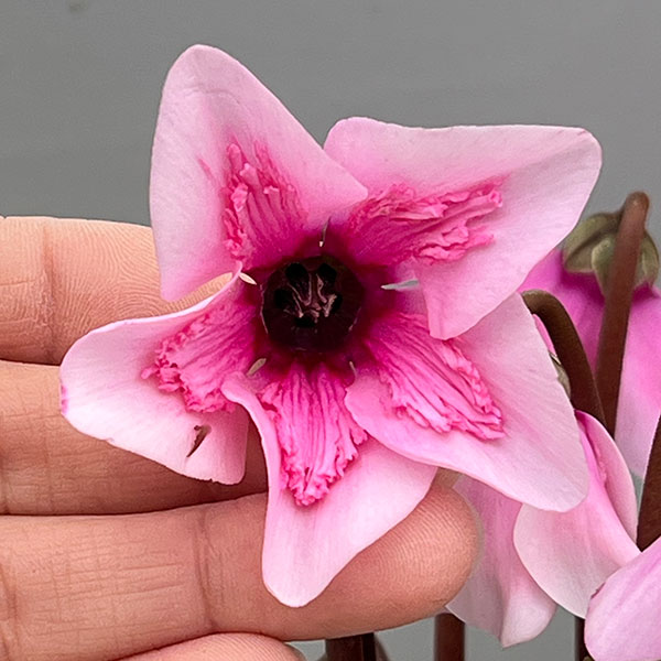 シクラメン:ペチコート ライトピンク3号ポット(北海道産充実株)