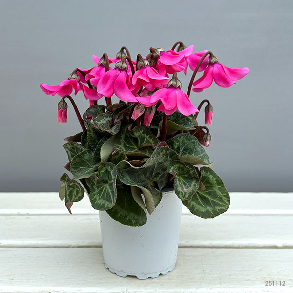 シクラメン:ペチコート ピンク3号ポット(北海道産充実株)