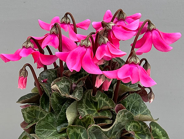 シクラメン:ペチコート ピンク3号ポット(北海道産充実株)