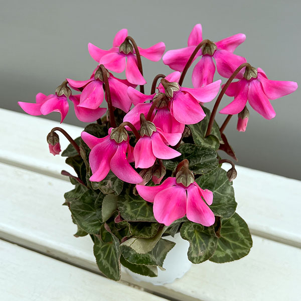 シクラメン:ペチコート ピンク3号ポット(北海道産充実株)