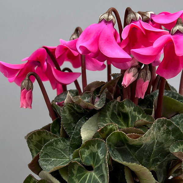 シクラメン:ペチコート ピンク3号ポット(北海道産充実株)