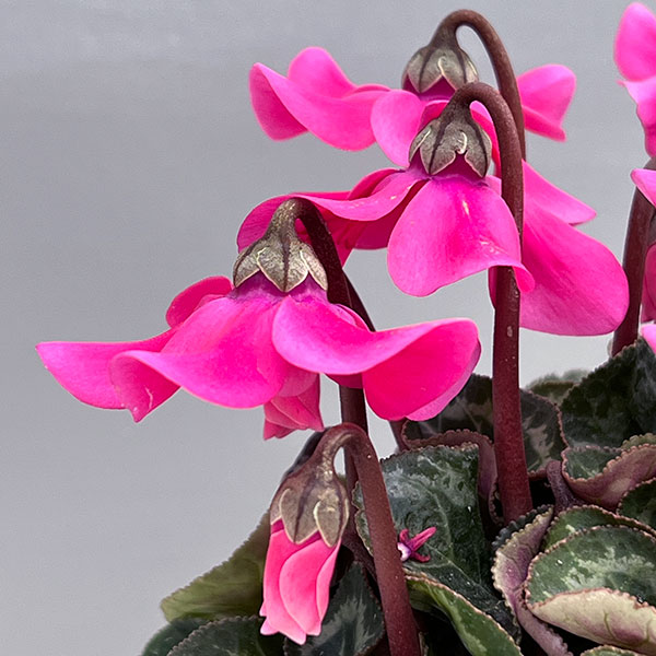 シクラメン:ペチコート ピンク3号ポット(北海道産充実株)