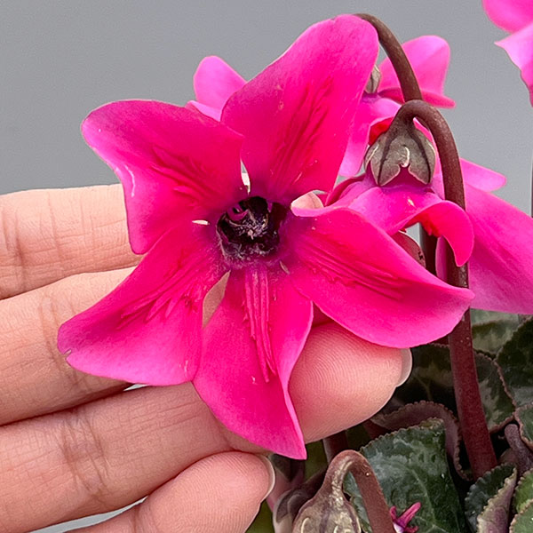 シクラメン:ペチコート ピンク3号ポット(北海道産充実株)