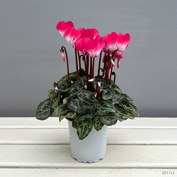 シクラメン:インディアカ ピンク3号ポット(北海道産充実株)