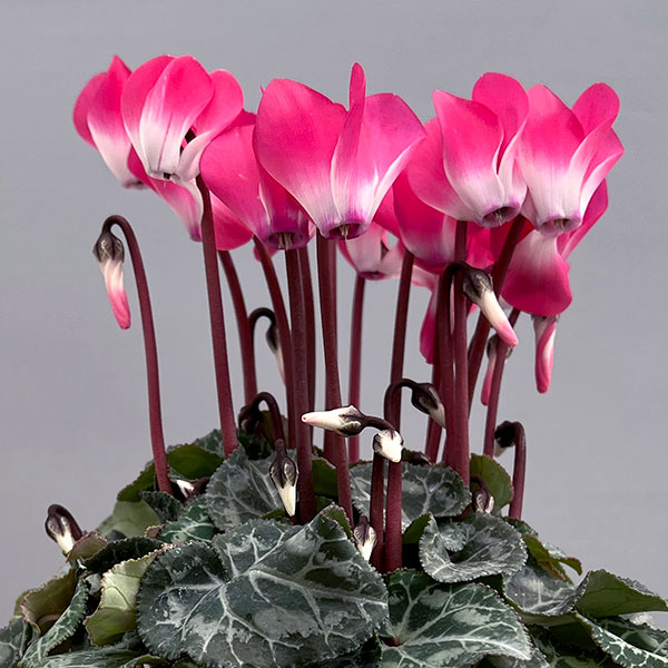 シクラメン:インディアカ ピンク3号ポット(北海道産充実株)